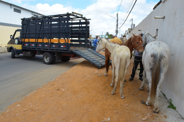 PRF e Prefeitura de Carpina recolhem 13 cavalos em rodovias do