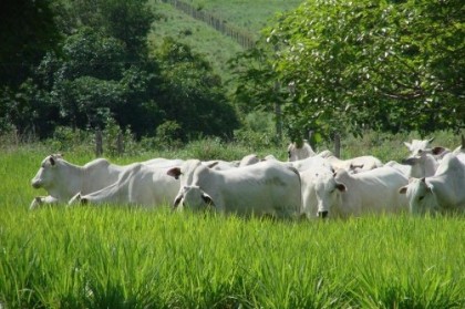 Produção-de-carne-a-pasto-502x377 (1)