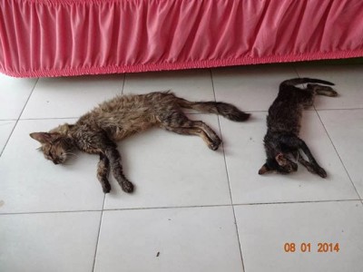 gatos mortos 3